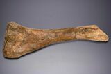 Hadrosaur (Edmontosaurus) Tibia With Metal Stand - Wyoming #330957-4